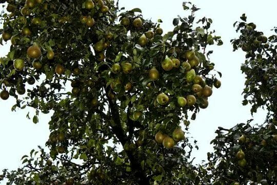 Груша в ряд деревьев. Яблоня и груша рядом. Дерево со смертельными яблоками. Яблоня соседа. Соседи яблони