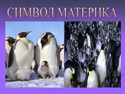 Символ антарктиды