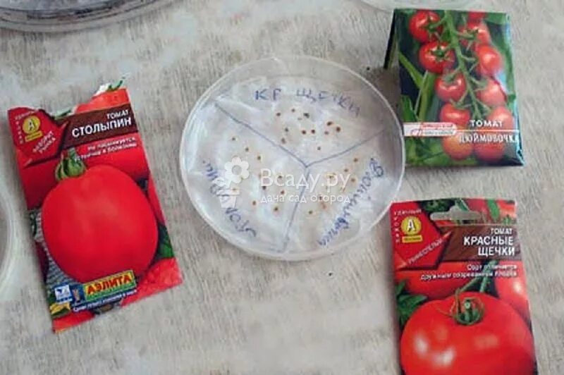 Замачивать ли семена перцев. Семена помидор на рассаду. Семена томатов на рассаду +посев. Пророщенные семена томатов. Проращивание семян томатов на рассаду.