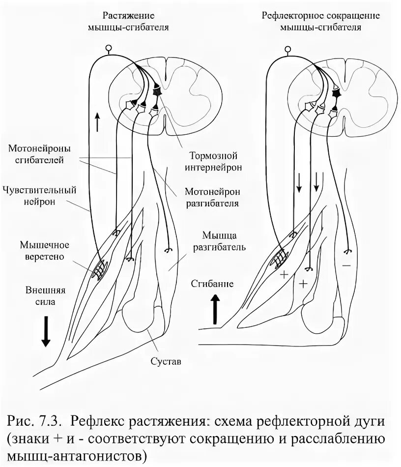 Рефлекс плеча. Рефлекторная дуга сухожилия двуглавой мышцы схема. Рефлекс трехглавой мышцы плеча схема. Рефлекторная дуга сухожилия трехглавой мышцы. Рефлекс с сухожилия трехглавой мышцы плеча рефлекторная дуга.