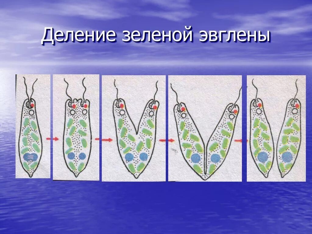 Как размножается эвглена