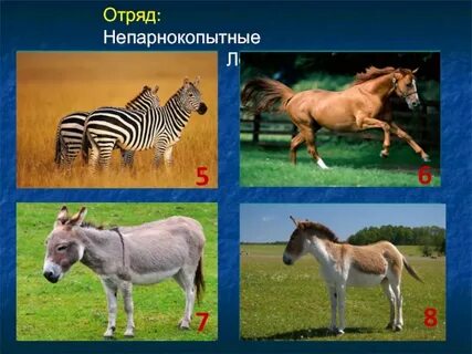 Представители непарнокопытных
