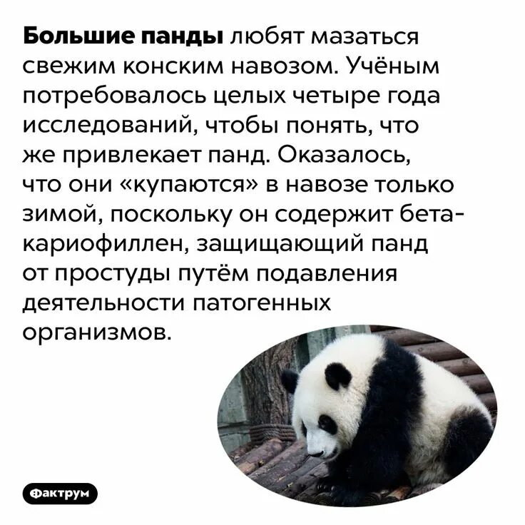 Интересная информация про панду. Описание панды. Карточки панда. Факты о пандах для детей. Факты о большой панде.
