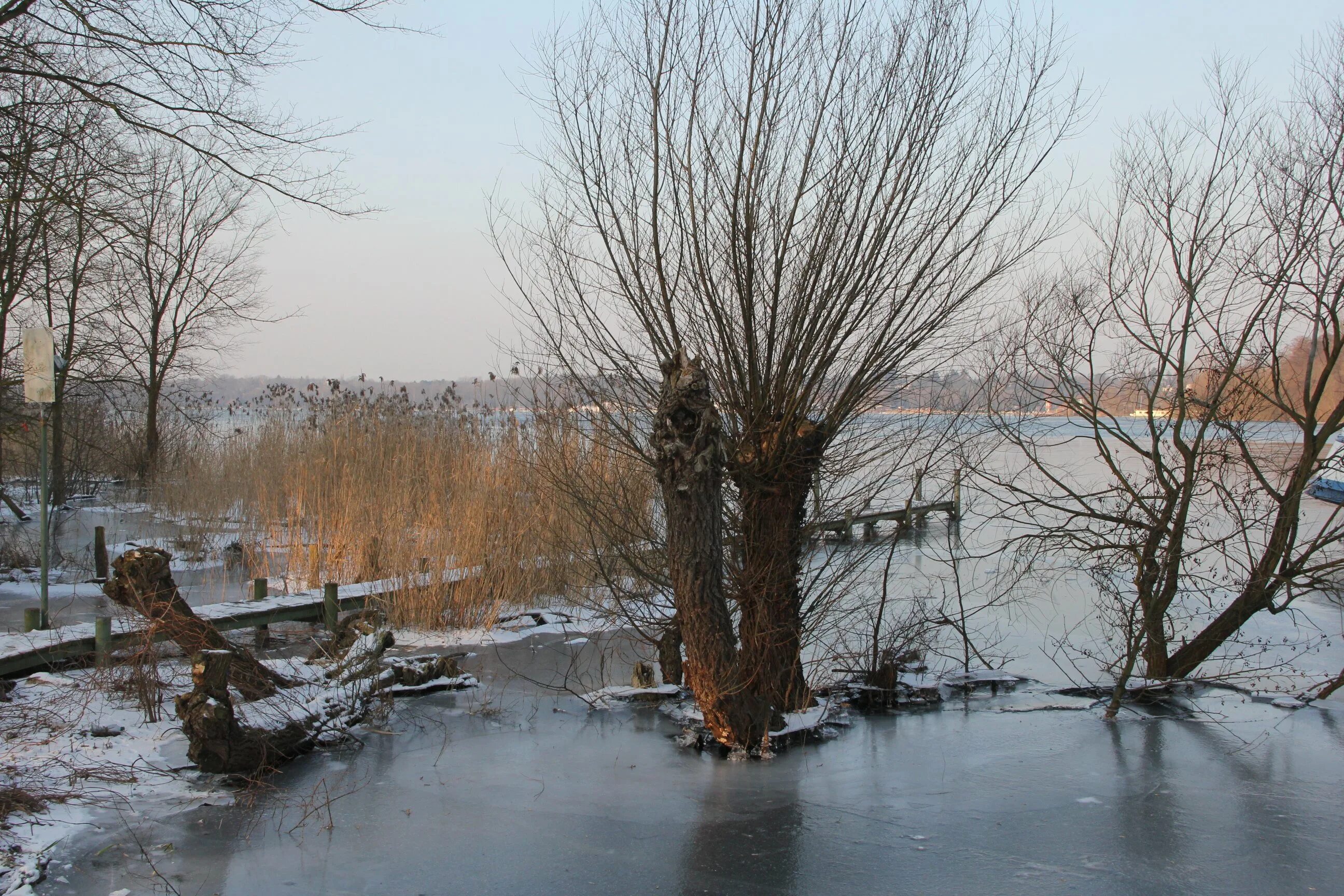 Климат в нашем городе суровый морозы начинаются. Деревья во льду. Мороз речка. Опавшее дерево во льду. Лед с остатками камыша.