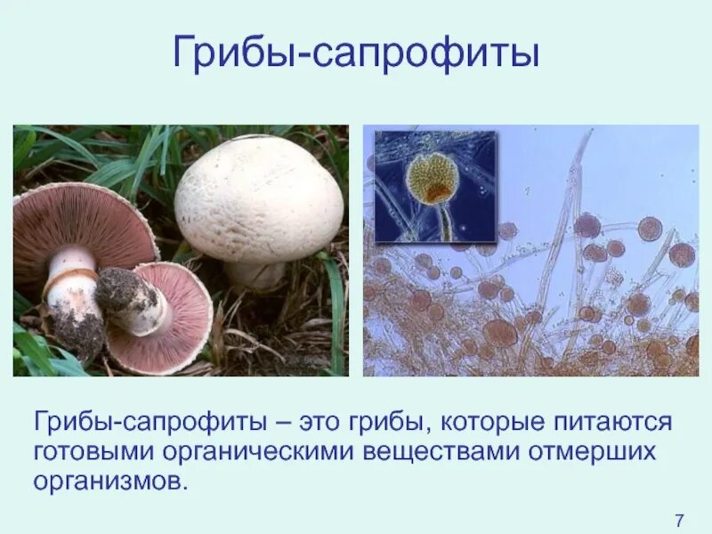 Бактерии грибы питаются готовыми органическими веществами. Грибы группы сапрофиты. Органические вещества которыми питаются грибы. Гриб питающийся органическими веществами отмерших организмов. Грибы которые питаются готовыми органическими веществами.