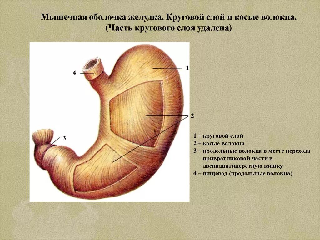 Наличие гладких мышц в стенках желудка. Строение мышечной оболочки желудка. Послойное строение желудка. Слои мышц стенки желудка. Мышечная оболочка желудка анатомия.