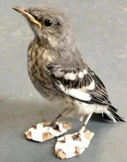 Mockingbird little baby