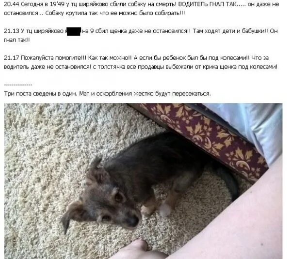 Авито марии эл животные