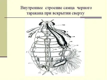 Строение черные
