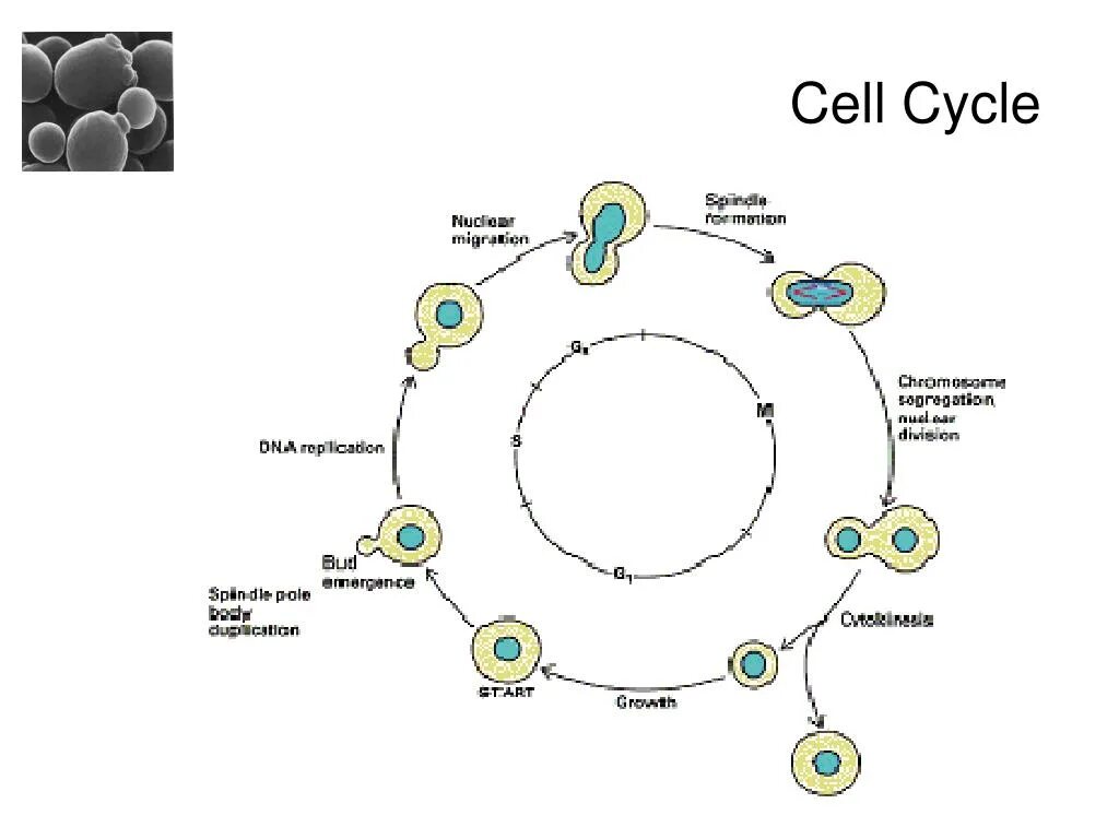 Жизненный цикл дрожжей Saccharomyces cerevisiae. Репродуктивный цикл Saccharomyces cerevisiae. Жизненный цикл Saccharomyces cerevisiae. Схема клеточного цикла.