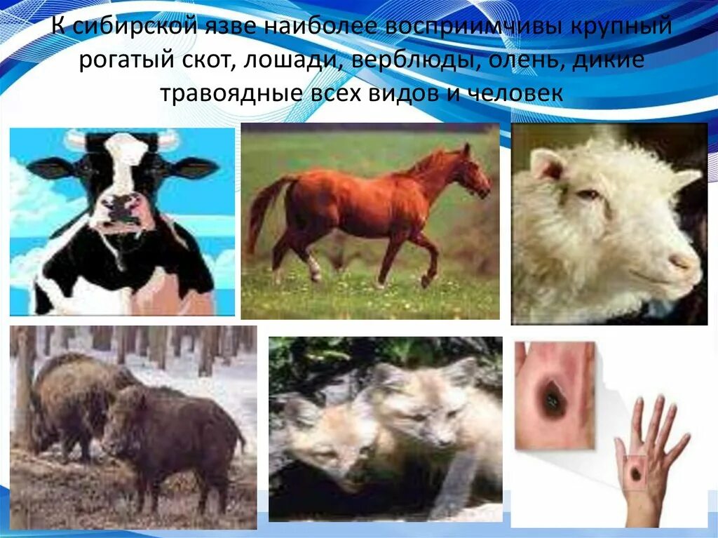 Массовая болезнь животных на определенной территории называется. Сибирская язва у животных. сибирская язва крупного рогатого скота. сибирская язык симптомы.