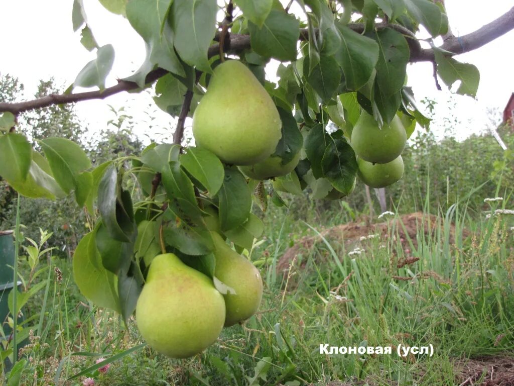 Груша сорт кокинская. Груша сорт кокинская. Груша брянская красавица. Груша обыкновенная кокинская. Сорт груши брянская красавица.