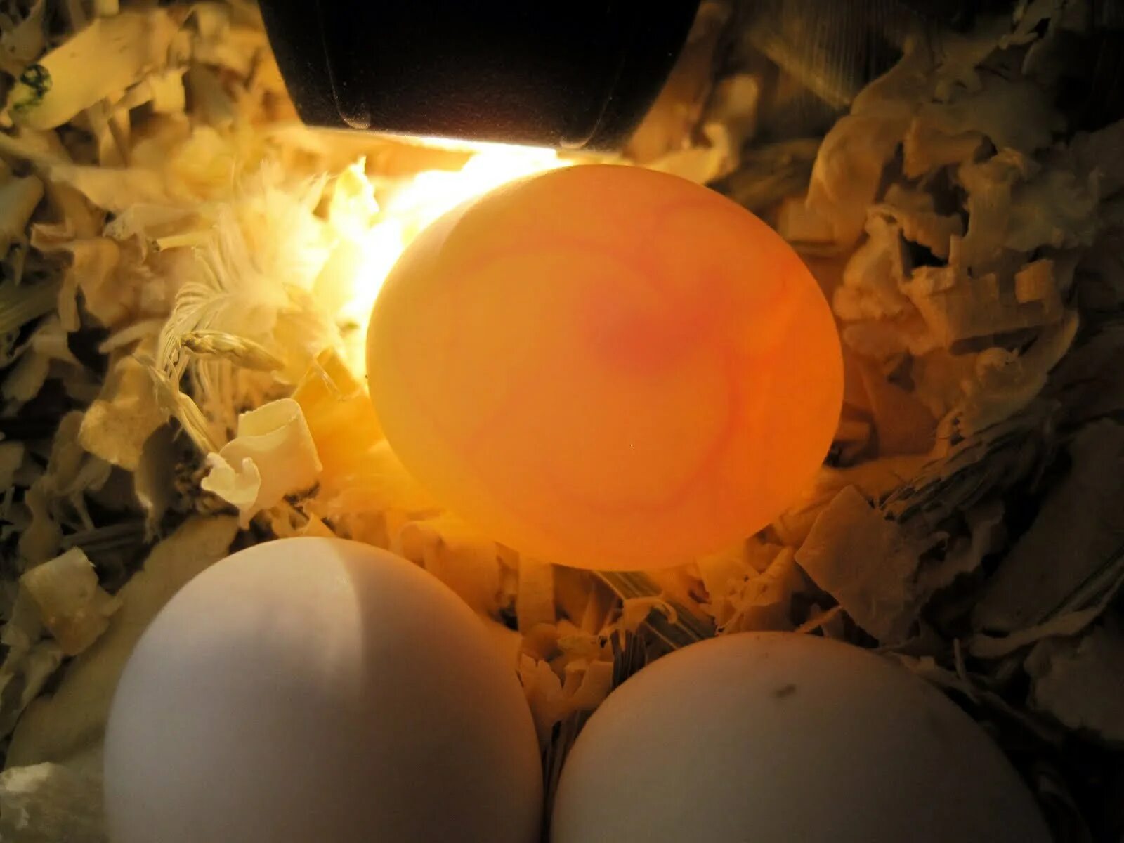 Как оплодотворяют яйца куры. Оплодотворенные яйца волнистых попугаев. Кудрявые яйца.