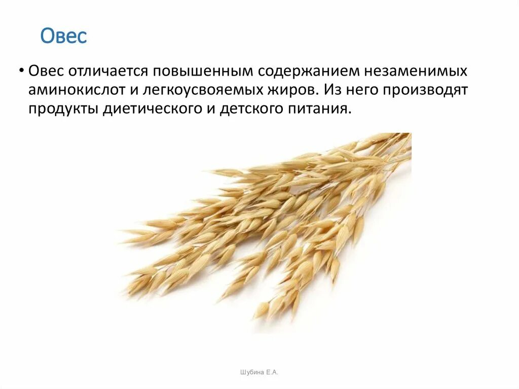 Гост овес. Овес. Овес для презентации. Зерно и продукты его переработки. Овес информация.