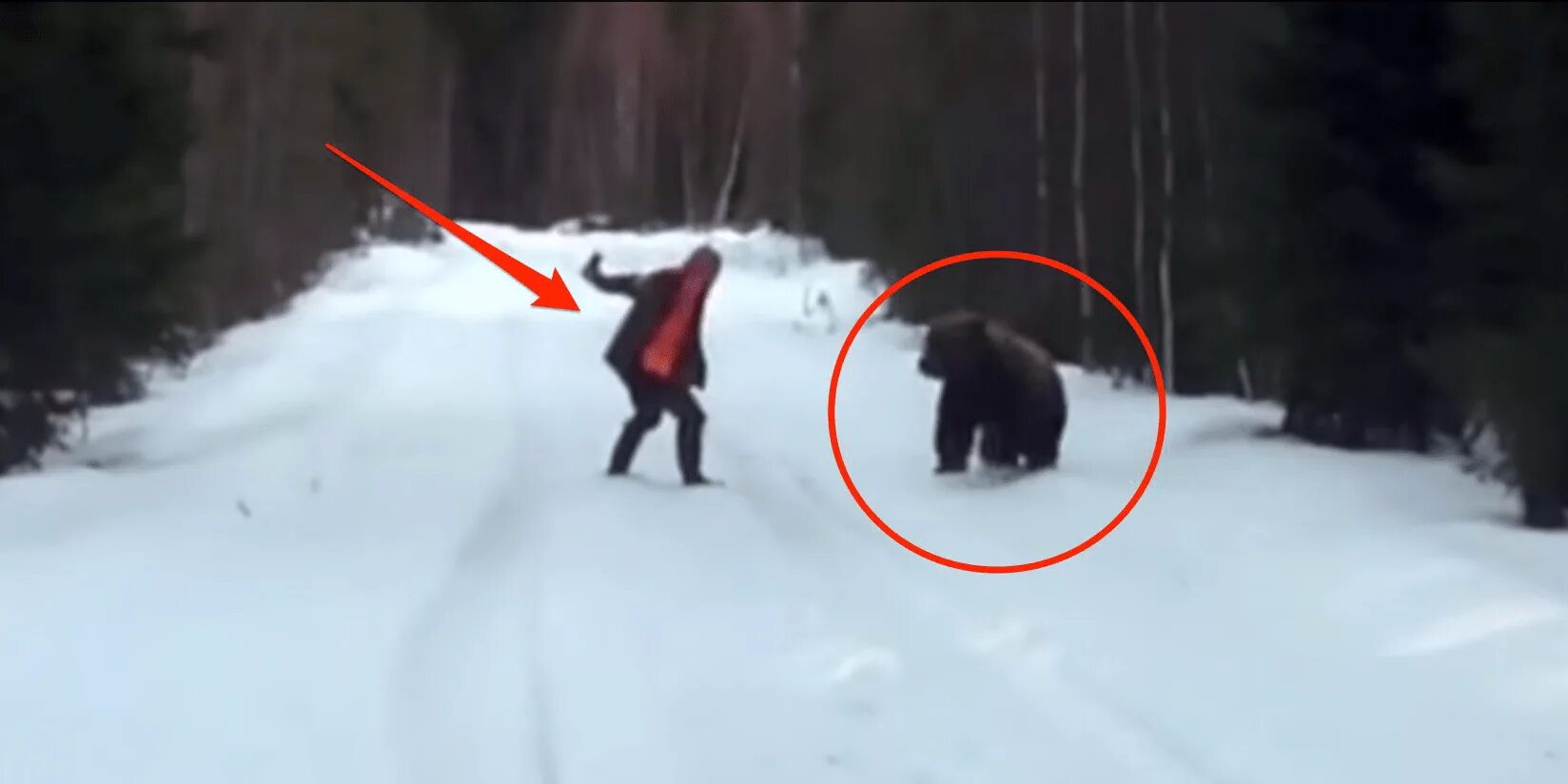 Бурый медведь нападение на человека.