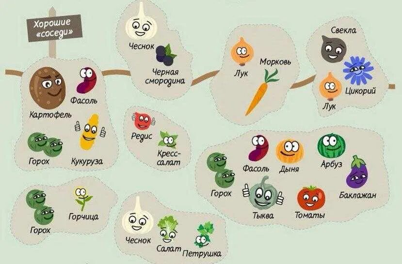Схема совместимости овощей на грядке. Соседство овощей на грядках таблица совместимости растений. Таблица совместимости посадки овощей на огороде. Соседство растений на огороде таблица овощей. После чего нельзя сажать томаты.