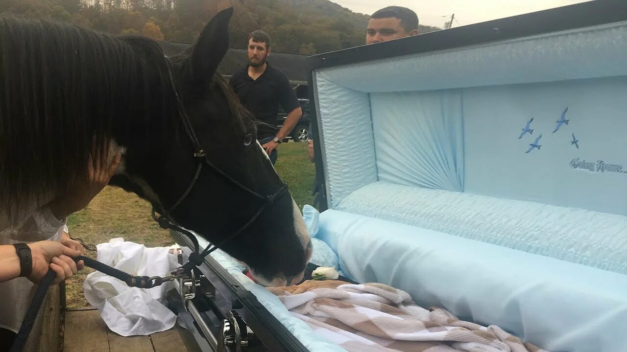 Монолог проданной лошади. Человек на лошади. Лошадь в сельском хозяйстве. Силуэт лошади на закате. Прощание с лошадью.