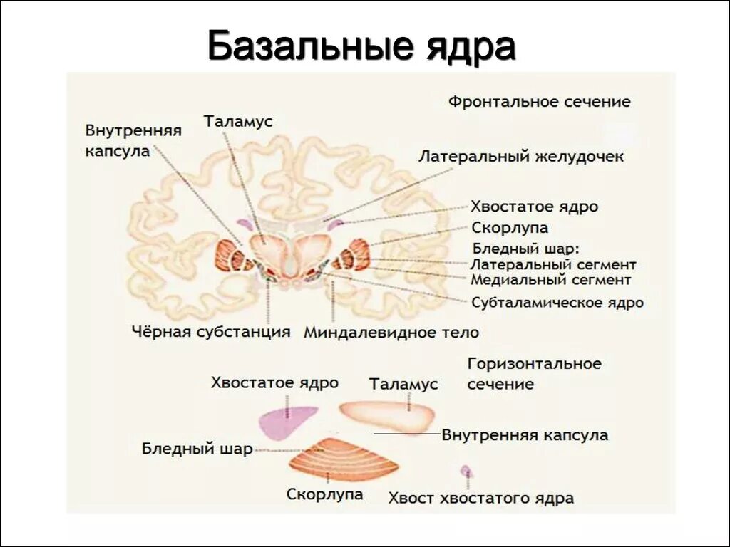 Базальные ядра головного мозга анатомия. Конечный мозг базальные ядра структуры. Строение базальных ядер. Базальные ядра головного мозга функции.