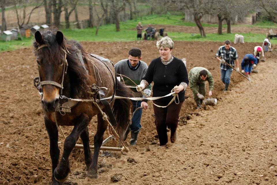Сельское хозяйство земледелие. Семен ранопашец. Лошадь пашет. Пахать землю. Лошадь запряженная в плуг.