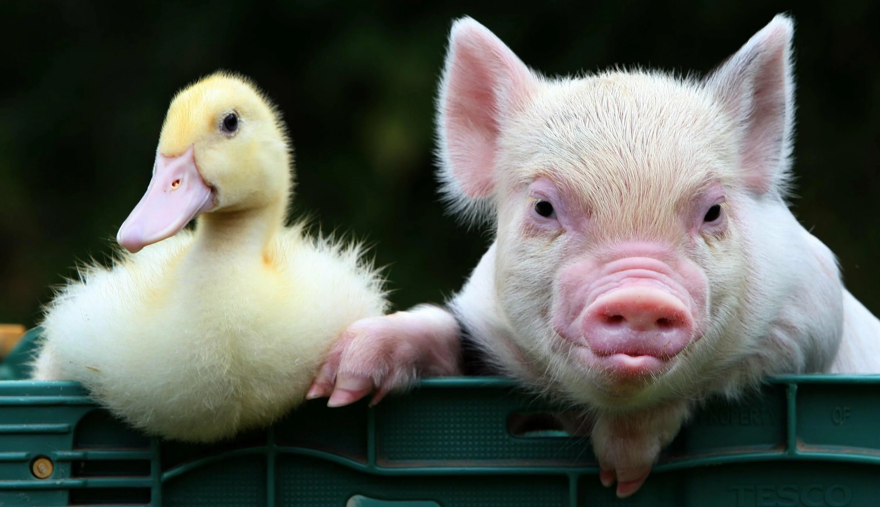 Свинки птицы. Гусь и свинья. Утка и свинья. Поросенок и цыпленок. Поросенок и утка.