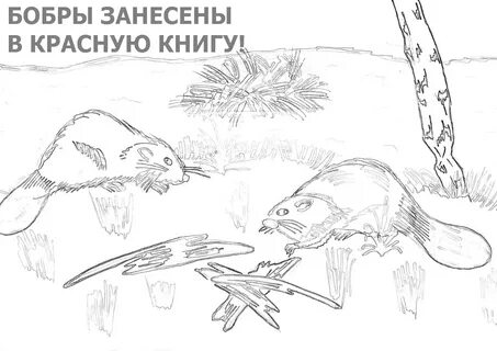 Нарисовать растения и животные из красной книги