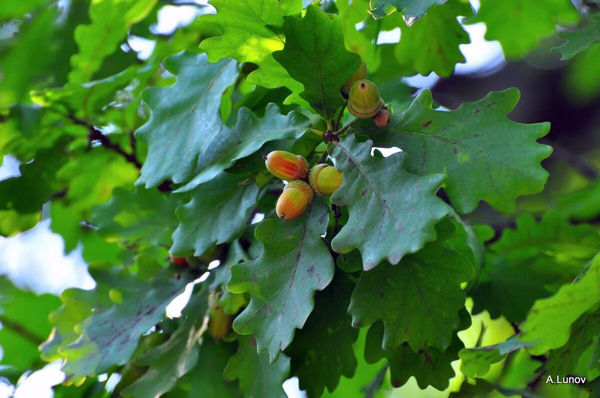 Дуб обыкновенный (quercus robur). Дуб черешчатый ирта. Лист дуба. Дуб черешчатый quercus robur семена. Дуб черешчатый дубрава.