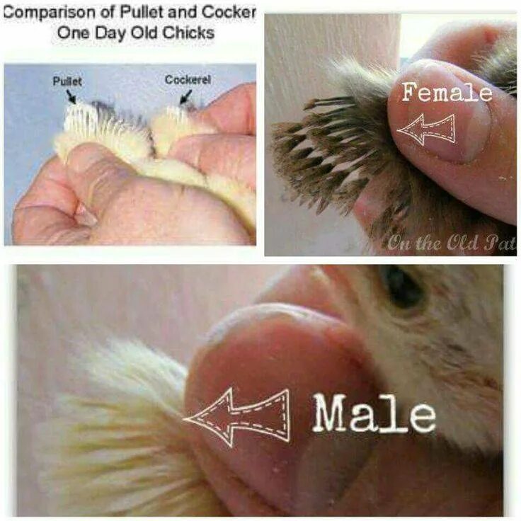 Как определить цыплят кур петух. Определить пол цыпленка. Отличить пол у цыплят. Отличить петушка от курочки.