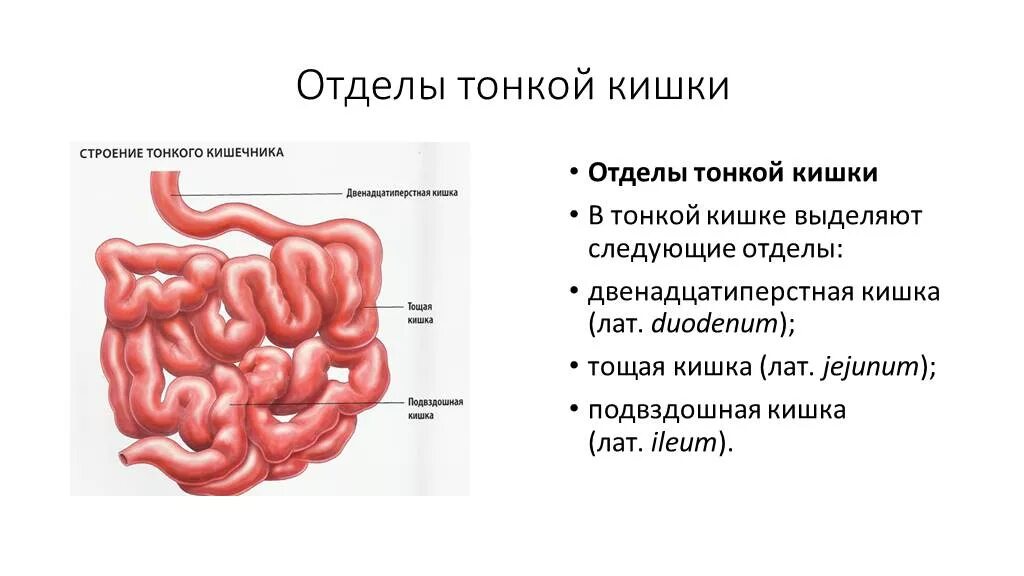 Название тонкой кишки. Тонкая кишка анатомия строение. Тонкий кишечник строение анатомия. Тонкая кишка отделы строение функции. Тонкий кишечник строение отделы.