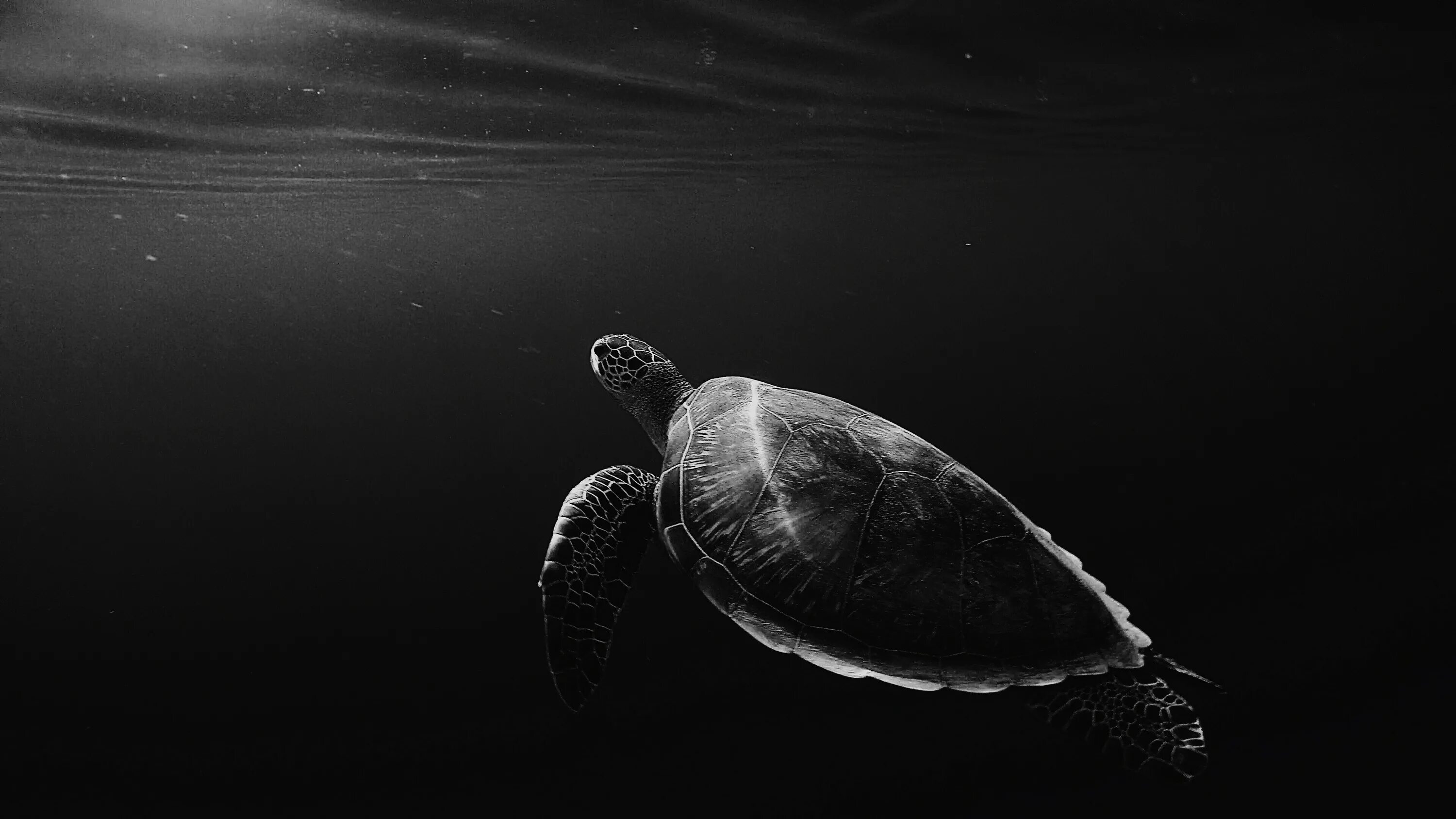 Turtle screen