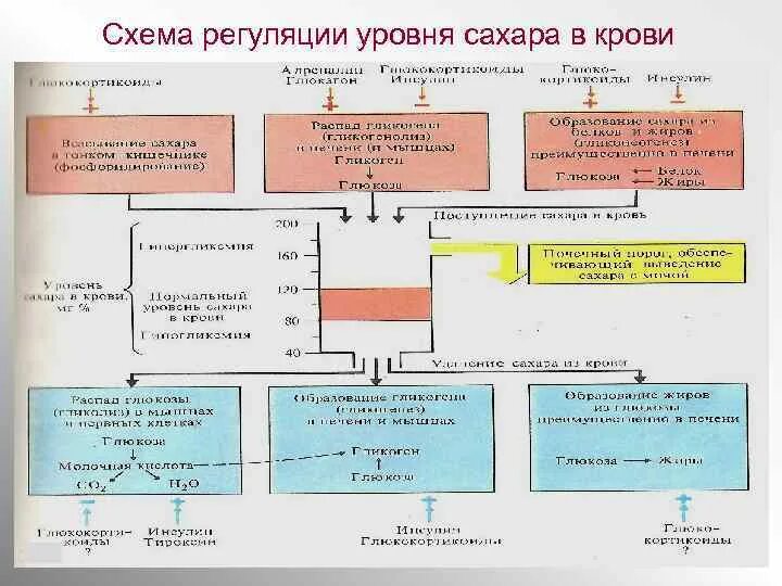 Повышение глюкозы в крови гормон. Схема регуляции уровня сахара в крови. Схема регуляции Глюкозы в крови. Механизмы регуляции уровня Глюкозы в крови. Гормональная регуляция Глюкозы в крови биохимия.