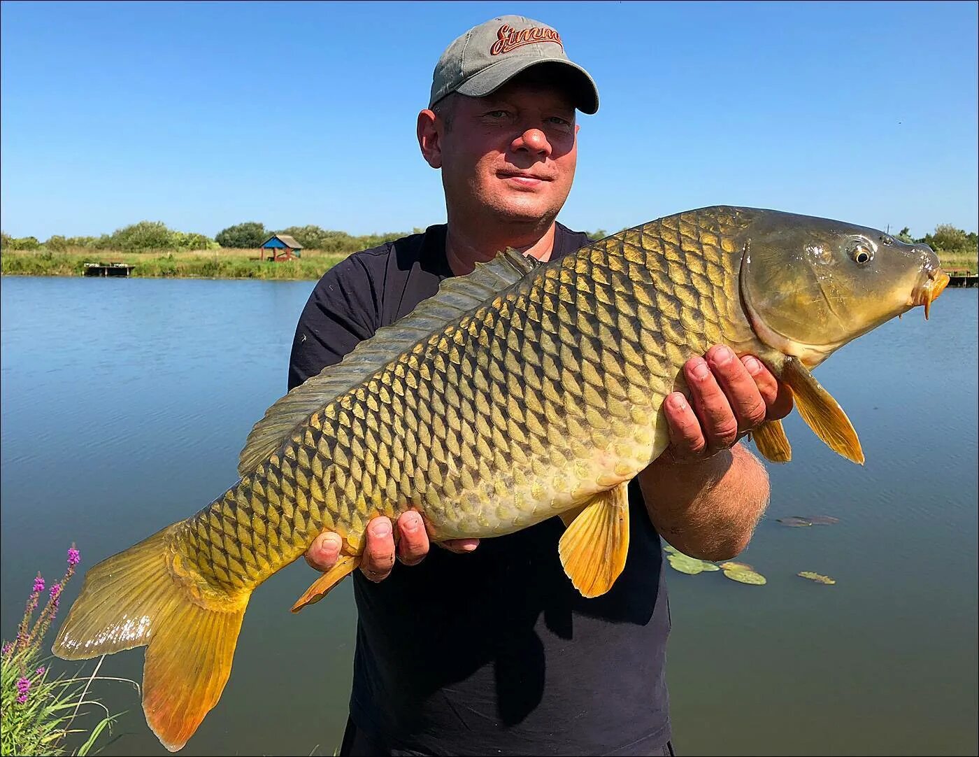 Амурский сазан. Что такое сазан. Сазан речной. Карп (cyprinus carpio). Карп (cyprinus carpio).