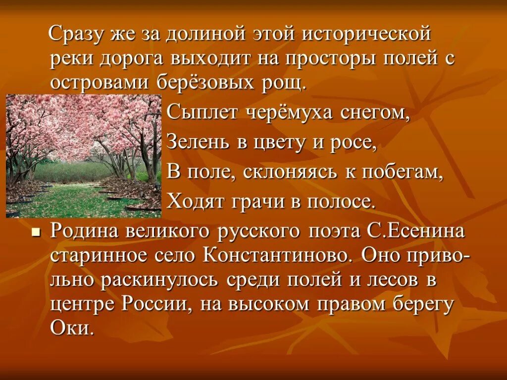 Сыплет черемуха снегом зелень в цвету и росе. Сыплет черёмуха снегом Есенин. Сыплет черемуха снегом текст. Есенин зелень в цвету и росе. Сыплет черемуха есенин стихотворение