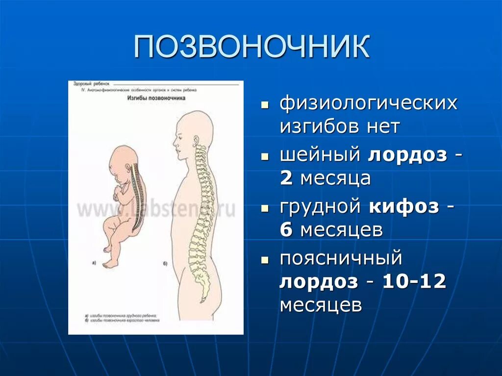 Изгиб позвоночника 6