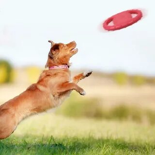 A dog can t jump