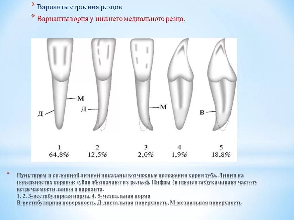 Центральный медиальный резец верхней челюсти. Резцы анатомия зубов. Форма коронки центрального резца верхней челюсти. Форма коронки медиального верхнего резца.