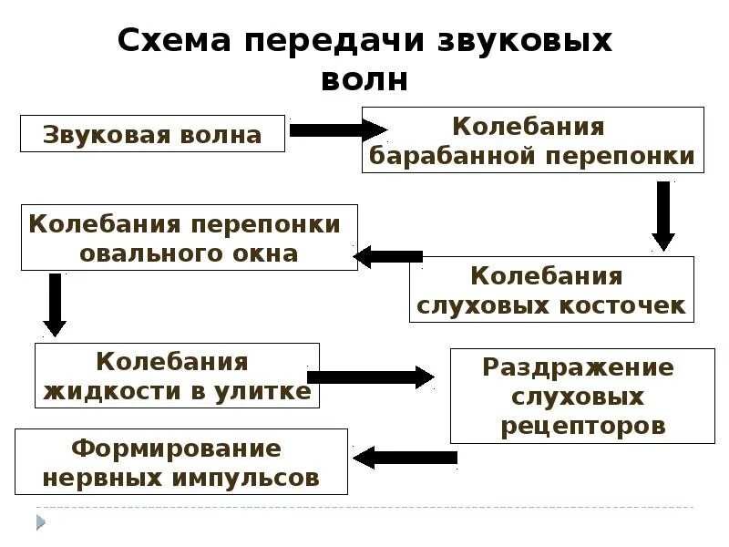 Последовательность звуковых колебаний передаются к рецепторам