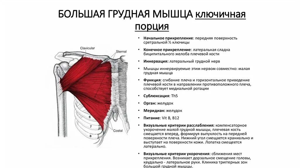 Большая грудная мышца m. Большая грудная мышца m. Клювовидно-плечевая мышца анатомия. Большая грудная мышца m. Pectoralis major мышца.