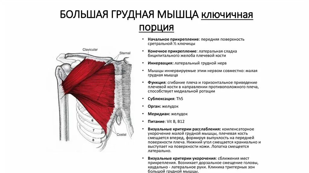 Ключичная часть большой грудной мышцы. Большая грудная мышца грудинная порция. Большая грудная мышца Ключичная часть функции. Большая грудная мышца: Ключичная, грудинная..