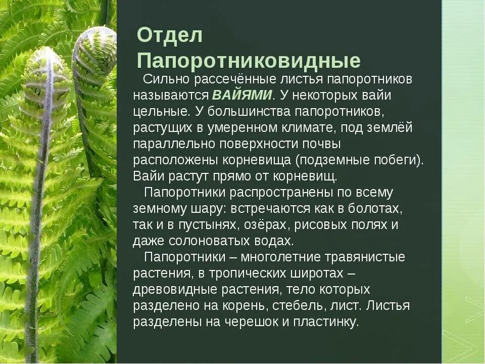 Папоротники конспект. Биология отдел папоротниковидные. споровые растения папоротниковидные. папоротники 6 класс биология. папоротники плауновидные хвощевидные.