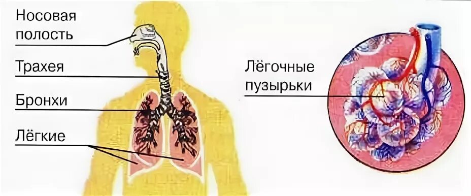 дыхание и кровообращение 3 класс. система дыхания и кровообращения 3 класс. презентация на тему дыхательная и кровеносная системы человека. окружающий мир 3 класс органы дыхания и кровообращения. дыхание и кровообращение 3 класс окружающий мир.