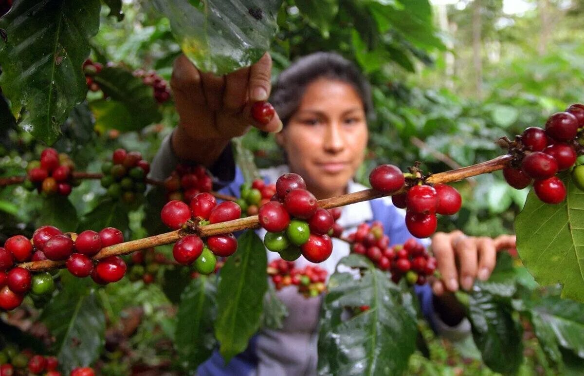 Кофейное дерево бразилия. Мексика плантации кофе. Coffea Arabica дерево. Кофейное дерево Робуста. Plantation Peru кофе.