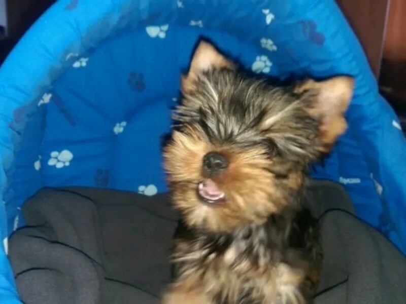 авито каменск уральский собаки