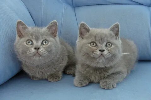 Котят британца в добрые руки
