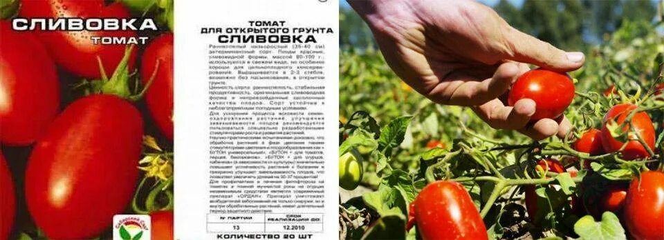 Семена томатов без пасынкования. Томат сливовка Сибирский сад. Сорт помидор сливовка. Томаты помидоры низкорослые для открытого грунта без пасынкования. Семена томат сливовка.