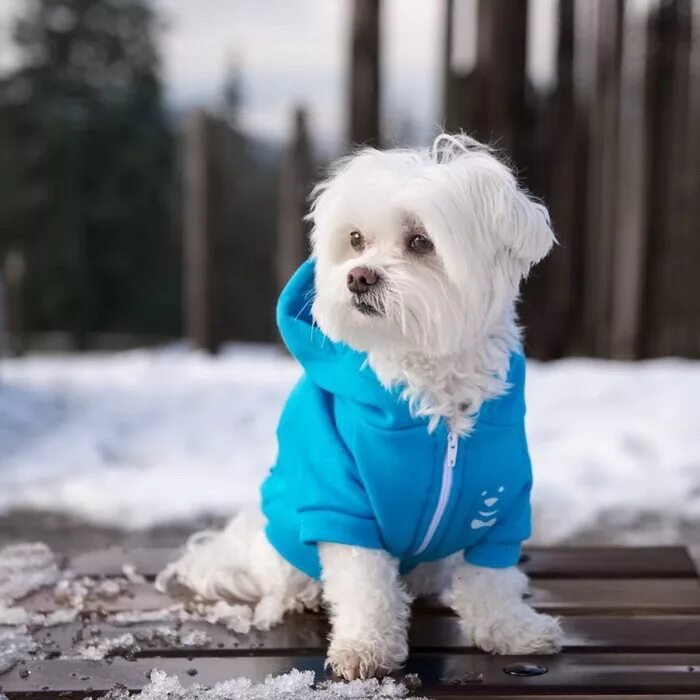 собака в реальной жизни. счастливая собака. настоящие собачки. плюшевые собачки настоящие. щеночков настоящих.
