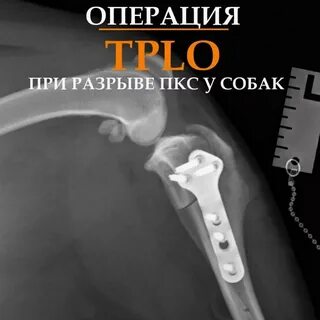 Операция tplo собаке
