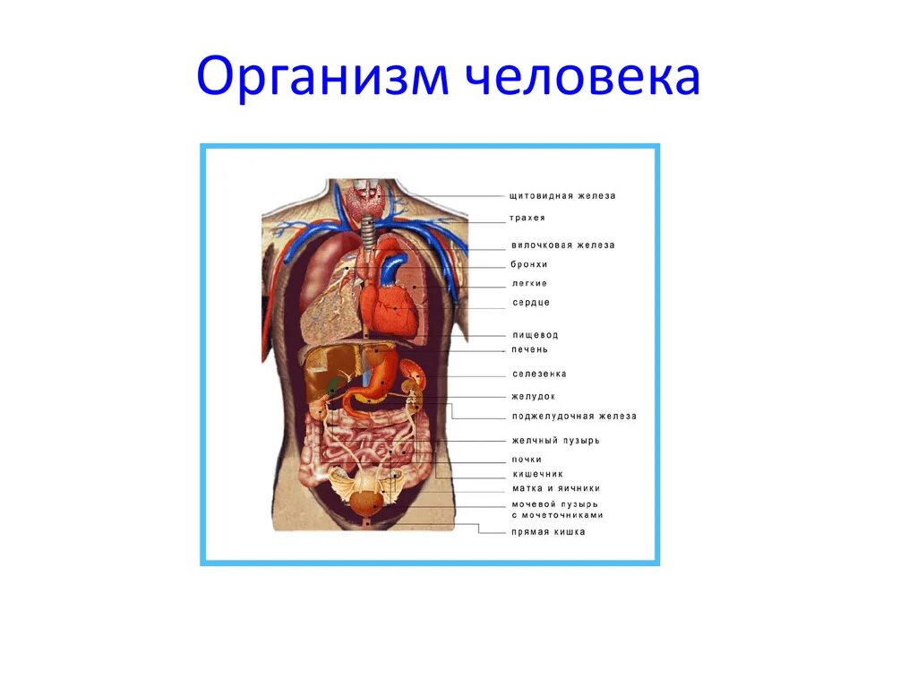 Структура органов человека. Строение внутренних органов человека строение. Внутренне строение человека. Внутреннее строение туловища человека. Внутреннее строение тела человека схема.