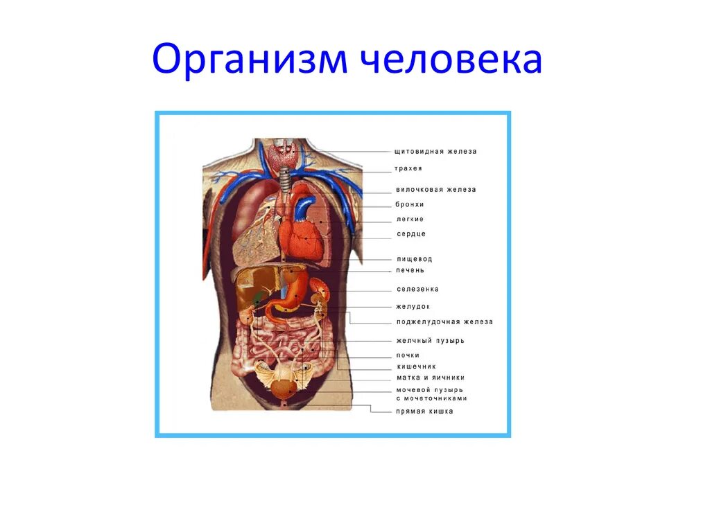 Органы человека расположение с надписями. Строение внутренних органов человека строение. Внутренне строение человека. Внутреннее строение туловища человека. Внутреннее строение тела человека схема.