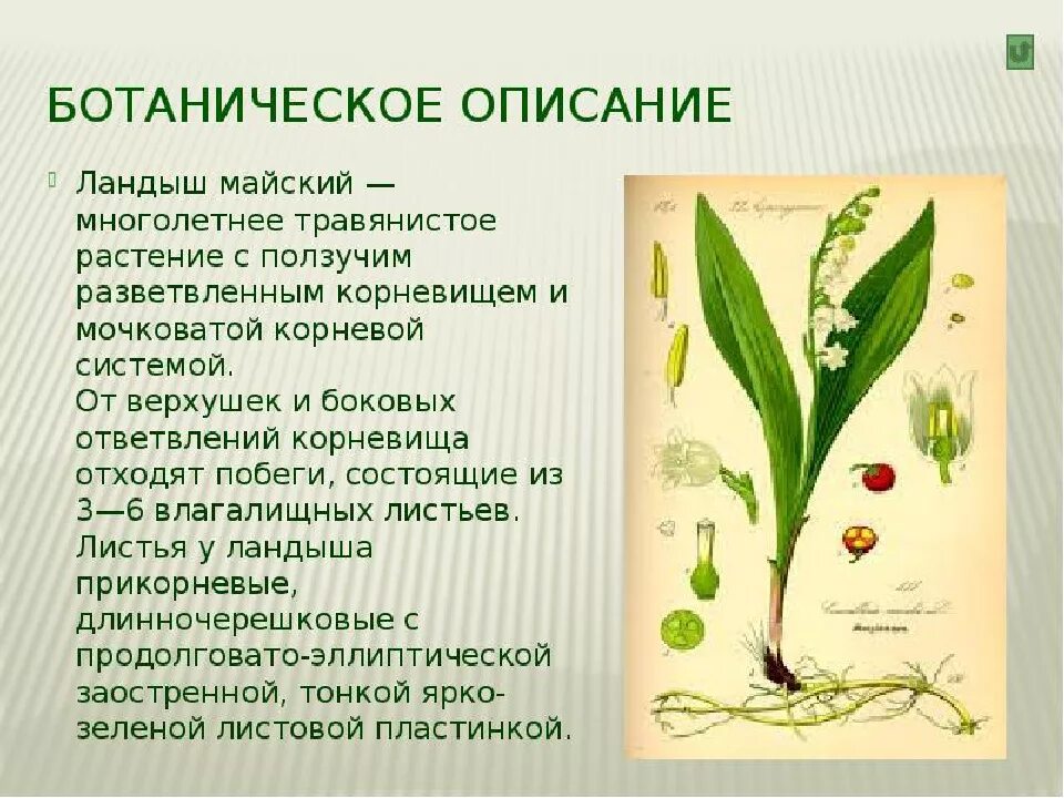 Что такое ботаническая папка в биологии 5. Тип стебля ландыша майского.