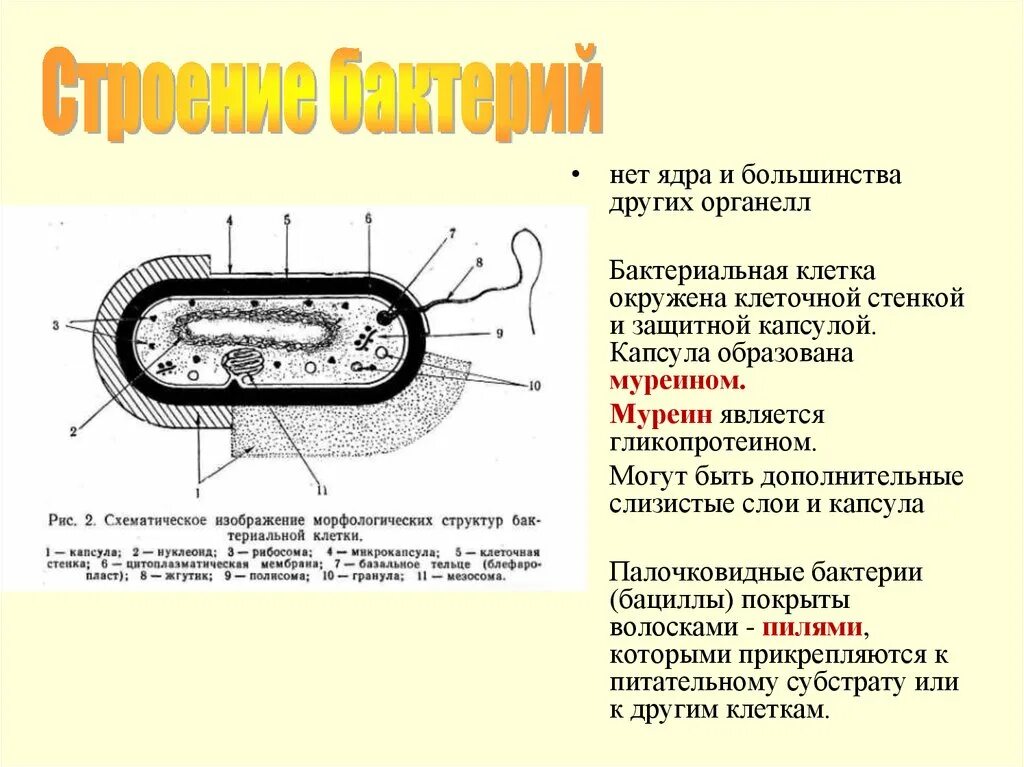 При резких изменениях температуры бактериальная клетка образует. Строение бактериальной клетки органоиды. Структура бактериальной клетки функции органоидов. Строение прокариотической клетки микробиология. Схема капсулы бактериальной клетки.